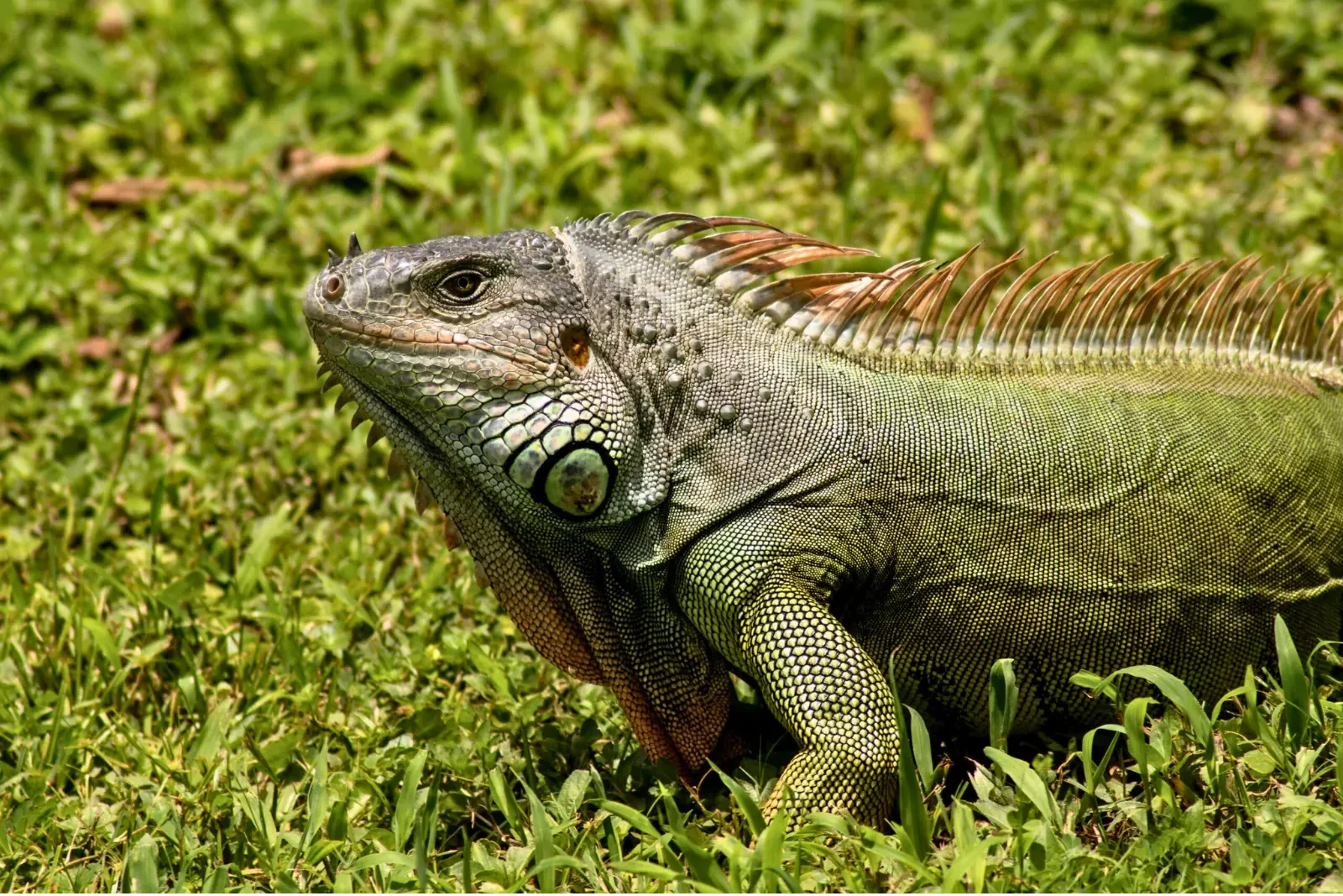 iguana sitting on grass