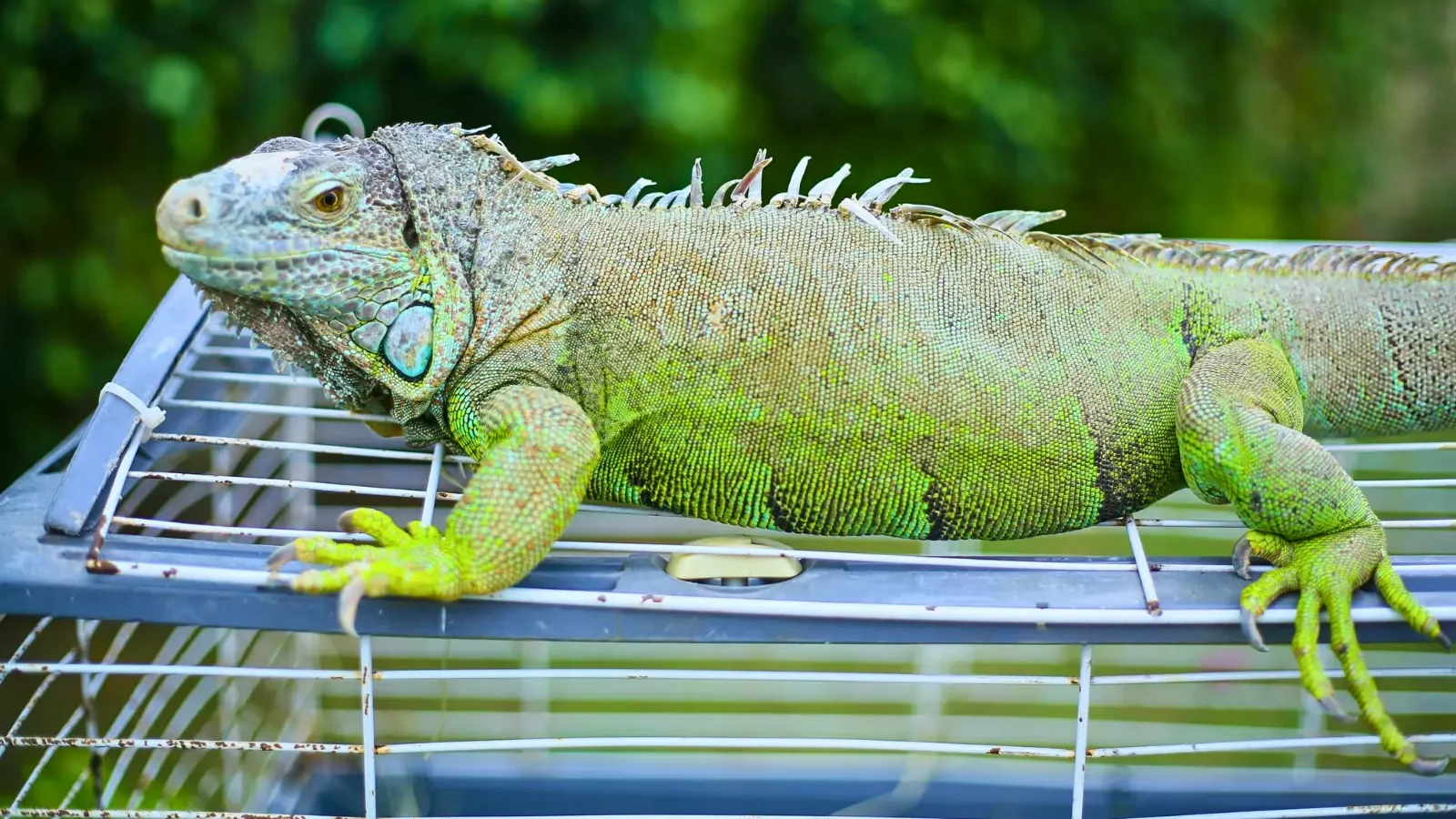 Recommended Tools and Gear for Iguana Control include this cage that a large green iguana is sitting on in Florida